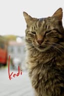 Kedi(2016)