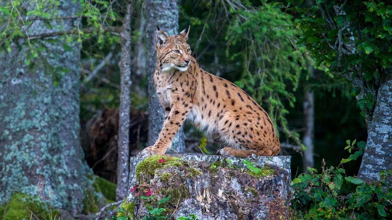 A documentary about a Eurasian lynx family's life in the landscape of Jura, Switzerland.