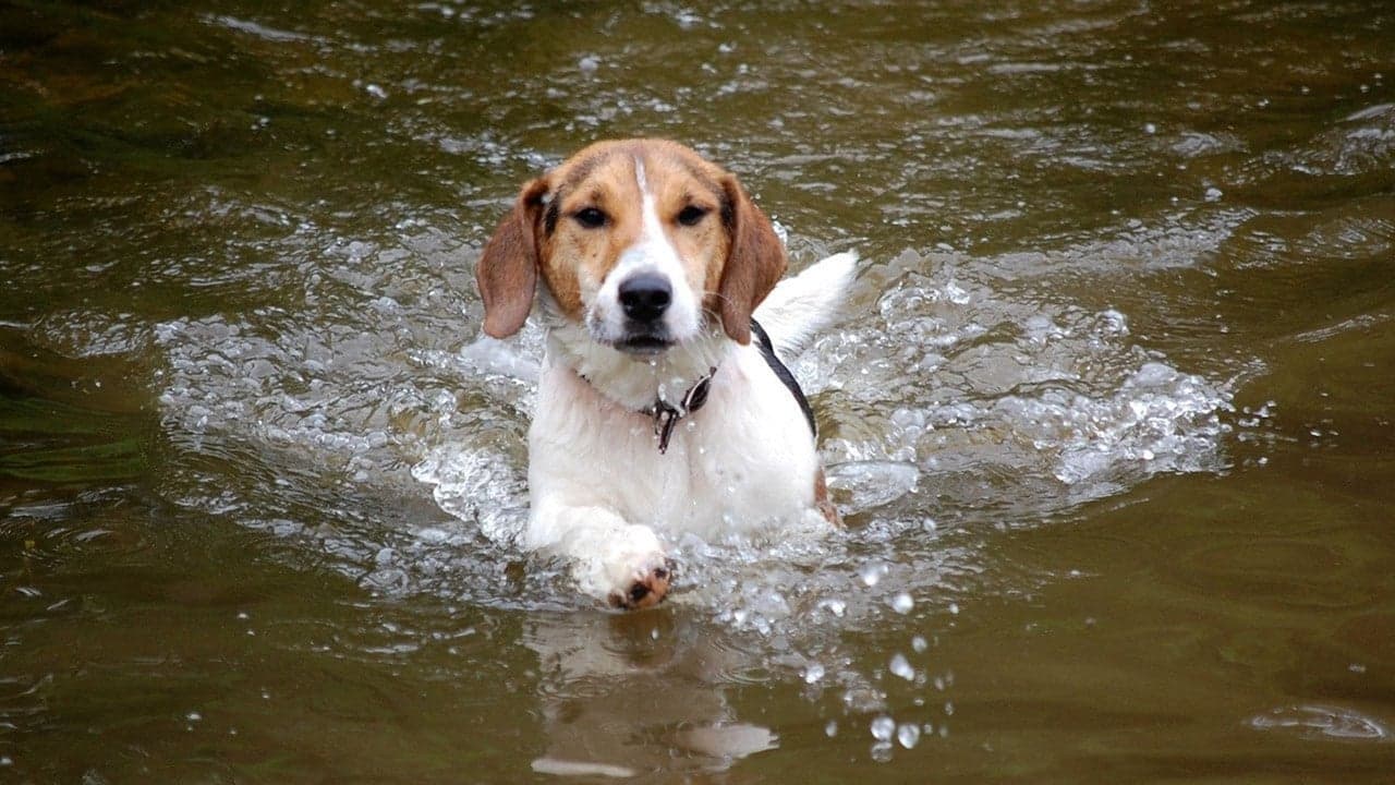 The story of a boy who risks everything to save his best friend.