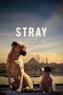 Stray(2020)